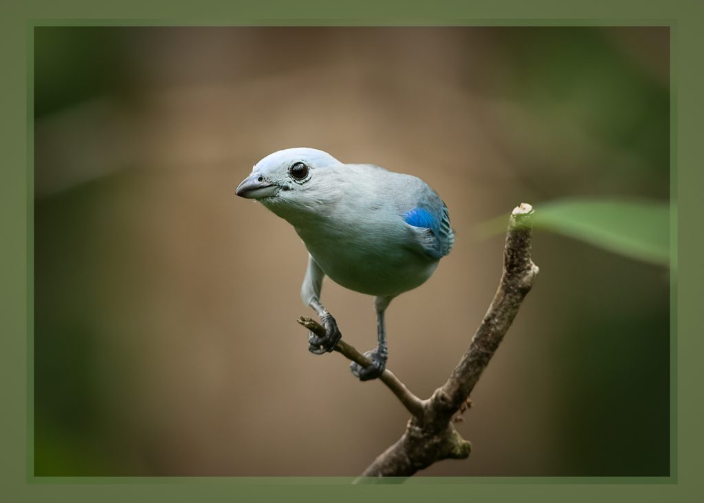 Ready - Linda Rodgers